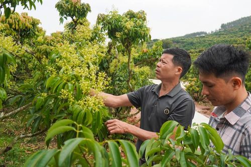 Vải thiều Bắc Ninh nguy cơ giảm một nửa sản lượng