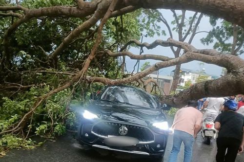 Mưa dông khiến cây cổ thụ bật gốc, đổ trúng ôtô đang lưu thông ở Lào Cai