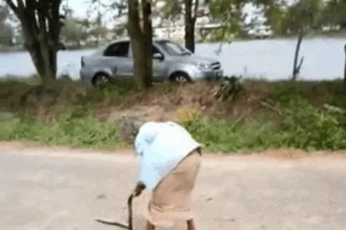 Cụ bà 74 tuổi tay không quật chết rắn chuột giữa đường
