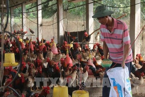 Ngành chăn ứng phó biến động toàn cầu