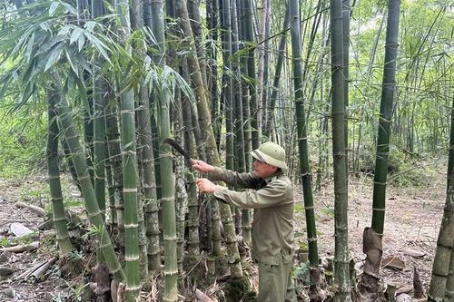 Trung Hạ hỗ trợ người dân nâng cao hiệu quả kinh tế rừng luồng