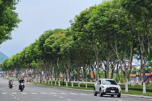 Đường phố nhiều tán cây