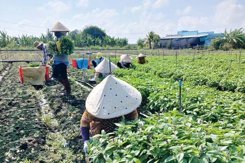 Rau màu lại rớt giá