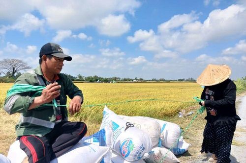 Đồng Tháp: Giá lúa đông xuân tiếp tục giảm
