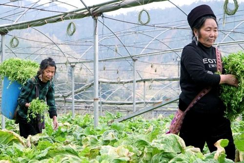 Lào Cai phấn đấu giảm tỷ lệ hộ nghèo từ 1,5% trở lên trong năm 2026
