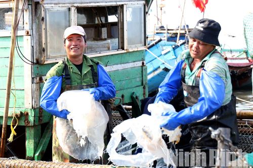 Nhộn nhịp mùa đánh bắt sứa trên vùng biển Hải Thịnh