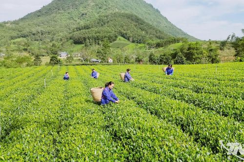 Chuẩn hóa vùng chè nguyên liệu