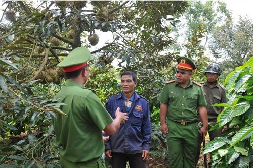 Xử lý nghiêm những thương lái bất chấp pháp luật trong mua bán sầu riêng