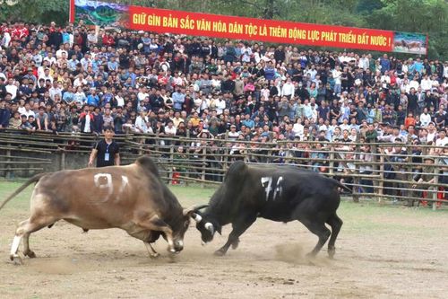 Lễ hội chọi bò Bảo Lâm - Dấu ấn văn hóa vùng cao