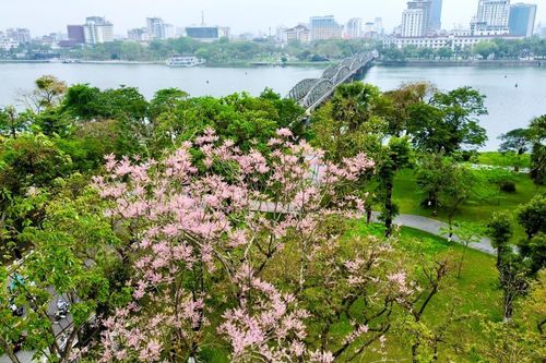 Ngắm 'vương giả chi hoa' vào mùa