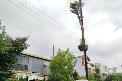 Lâm Đồng: Cẩu cây cảnh vướng điện trung thế, tài xế tử vong