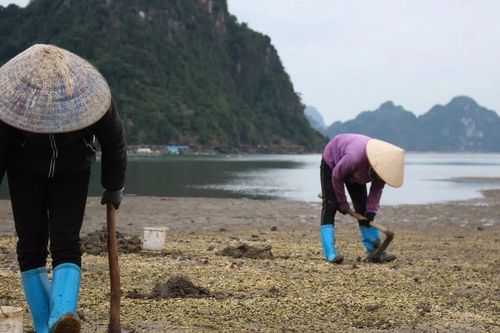 Từng bị e dè vì ngoại hình, sinh vật này nay thành đặc sản đắt đỏ bậc nhất
