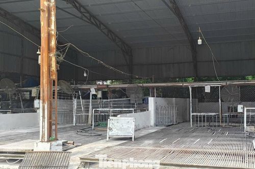 Tận thấy lò mổ gần 300 tấn lợn bệnh ở Hà Nội