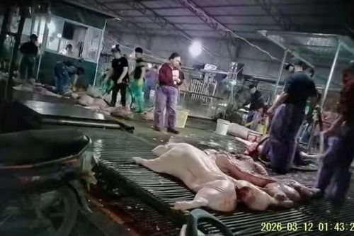 Vụ 300 tấn lợn bệnh tiêu thụ tại trường học, chợ đầu mối: Xem xét trách nhiệm cán bộ liên quan ra sao?