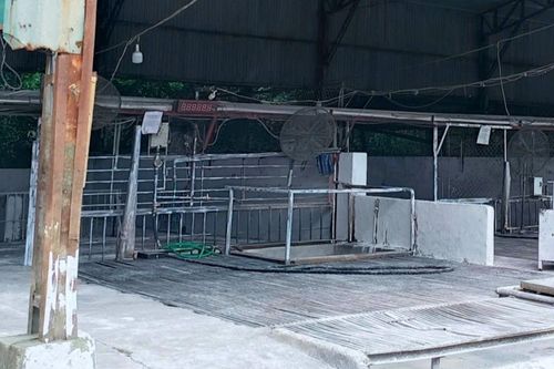 Vụ tiêu thụ hàng nghìn con lợn bệnh ở Hà Nội: Mục sở thị lò mổ không biển hiệu