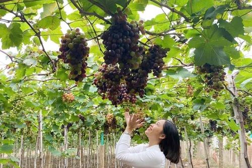Lâm Đồng chú trọng phát triển kinh tế du lịch nông nghiệp theo hướng bền vững