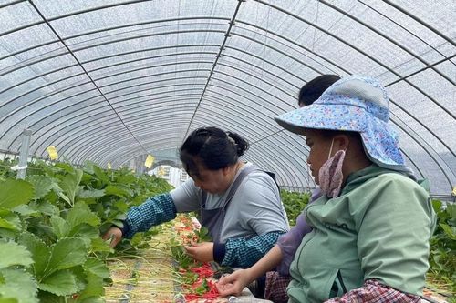 Đưa lao động đi làm việc ở nước ngoài: Cần sớm tháo gỡ khó khăn
