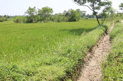Đề nghị thủy điện tăng xả nước để đảm bảo tưới đợt cuối cho vụ lúa đông xuân
