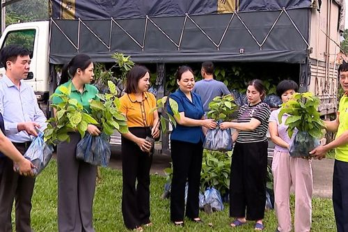 Hội Nông dân Lào Cai bàn giao hỗ trợ trên 3.600 cây giống trồng rừng gỗ lớn năm 2026