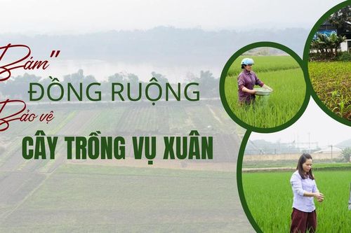 'Bám' đồng ruộng bảo vệ cây trồng vụ xuân