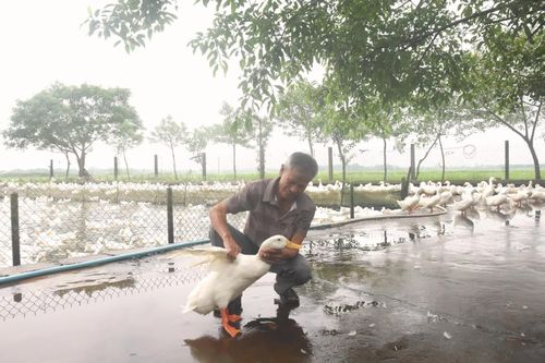 Làm giàu từ mô hình nuôi vịt