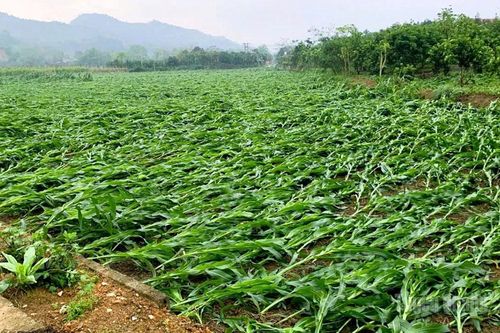 Mưa dông kèm lốc xoáy gây thiệt hại lớn trên địa bàn tỉnh