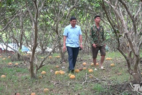 Tìm đầu ra cho bưởi ở Tràng Xá