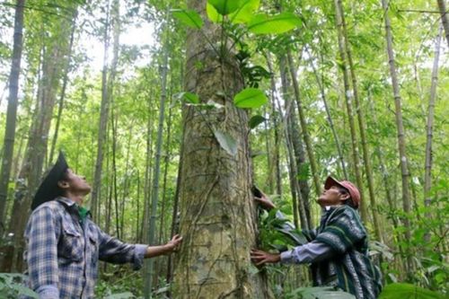 Gỡ 'nút thắt' để khai mở chuỗi kinh tế lâm nghiệp