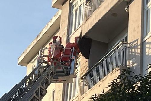Tổ ong dài gần 1m đe dọa nhiều người dân được phá bỏ