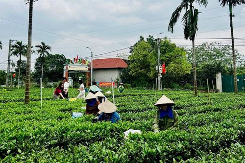 Đảm bảo đời sống người dân Suối Hai bằng cây chè ba trại