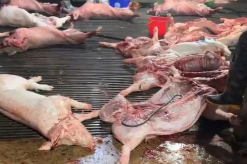 Thủ đoạn tiêu thụ ra thị trường của đường dây thịt lợn bệnh