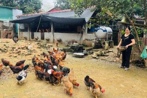 Chị Thủy làm giàu với mô hình kinh tế tuần hoàn nông hộ