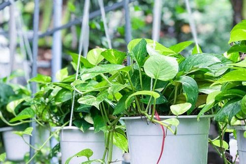 Ban công nhỏ vẫn 'nở lộc', hóa 'khu vườn trên cao' nếu chọn đúng cây: 5 loại cây vừa đẹp vừa dễ chăm, càng trồng càng thấy lời