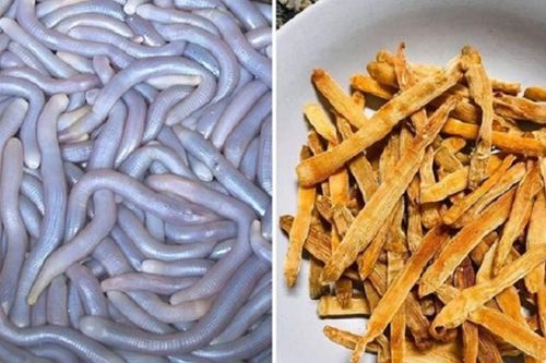 Sinh vật có ngoại hình khiến nhiều người e dè được ví như 'sâm đất', giá chạm mốc 6 triệu/kg đại gia vẫn tranh nhau mua
