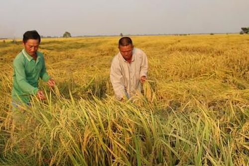 Đề án 1 triệu héc-ta lúa: Động lực nâng giá trị gạo Việt