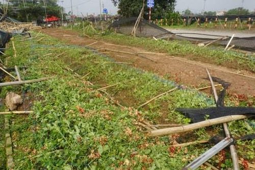 Người trồng hoa Tây Tựu khẩn trương khắc phục hậu quả sau cơn dông