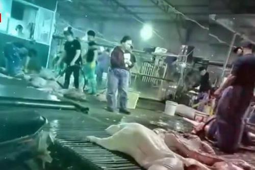 Toàn bộ trường học tại Hà Nội rà soát nguồn gốc thực phẩm sau vụ 300 tấn thịt lợn bẩn