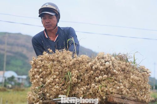 Những 'shipper' đặc biệt giữa đồng tỏi Lý Sơn