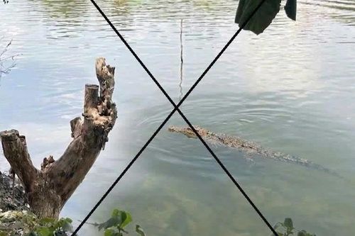 Tạo ảnh cá sấu hù em lại gây xôn xao địa phương