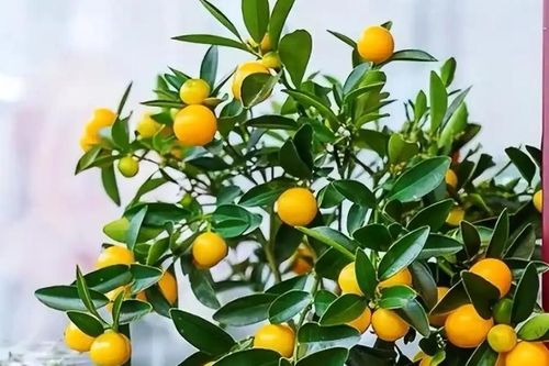 Phòng khách có 5 cây này, nhiều người tin kéo theo tài lộc, bình an và vận may