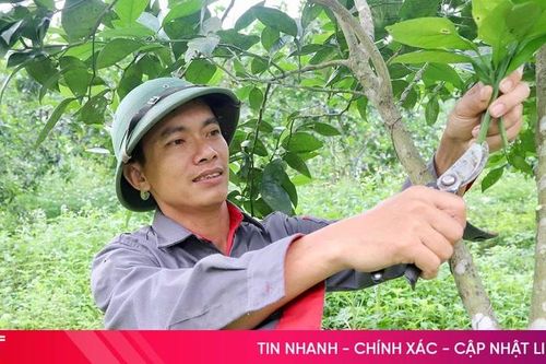 'Hồi sức' cho cây cam sau mùa hái quả
