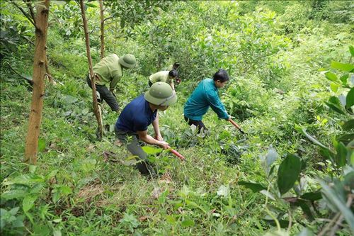 Bảo vệ màu xanh, làm giàu từ rừng bền vững