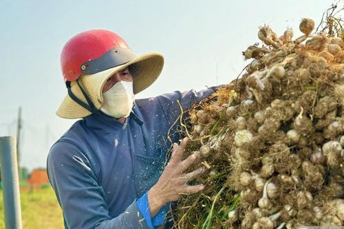 Chạy đua thu hoạch tỏi trên đảo Lý Sơn, nông dân thu tiền triệu mỗi ngày