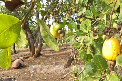 'Thủ phủ' điều đứng trước nguy cơ 'được giá, mất mùa'