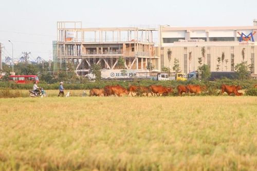 TP.HCM xây dựng hệ số điều chỉnh giá đất mới: Khảo sát gần 10.000 tuyến đường, áp dụng từ 1.7.2026