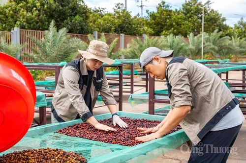 Gia Lai tìm đường thoát 'bẫy xuất thô', hướng tới thủ phủ Robusta xanh