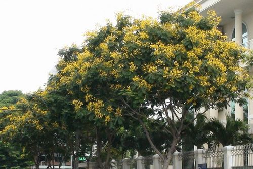 Mùa hoa thành phố