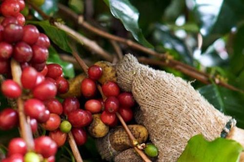Việt Nam xây dựng chuẩn chất lượng mới nâng tầm giá trị cà phê Robusta toàn cầu
