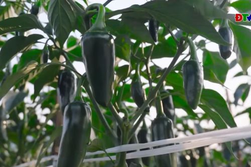 Triển vọng kinh tế từ mô hình trồng ớt J xanh