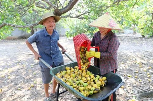 Nông dân Đồng Nai tăng thu nhập nhờ bán trái điều tươi